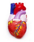 coeur coeur
