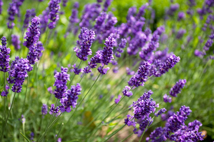 Lavendel Lavandula angustifolia lavande