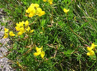lotier-cornicule lotier-cornicule